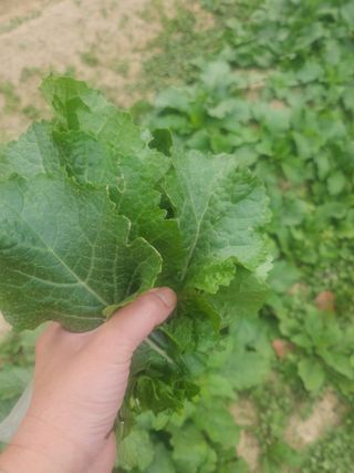 도깨비윤샘 님의 배추 · 영농일지 작성글 사진