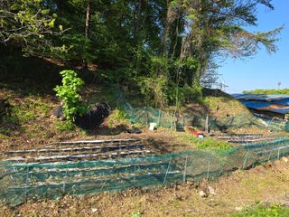 한상훈님의 고추 · 영농일지 작성글 사진