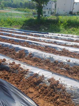 건강한 먹거리 추구님의 고구마 · 영농일지 작성글 사진