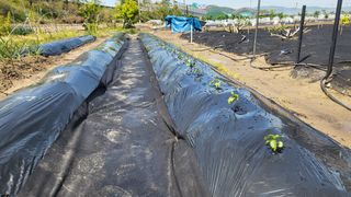 늘푸른 농장주님의 고추 · 영농일지 작성글 사진