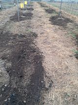 팜모닝 기타작물·영농일지 게시글 이미지