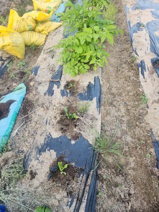 트랜스지방님의 기타작물 · 영농일지 작성글 사진