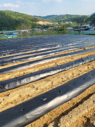 이상욱님의 고추 · 영농일지 작성글 사진