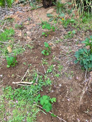 정민지호맘님의 두릅 · 영농일지 작성글 사진