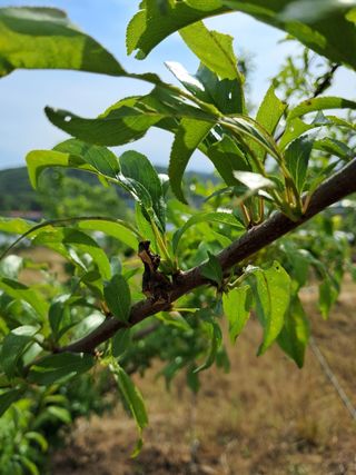 김 연님의 기타작물 · 영농일지 작성글 사진
