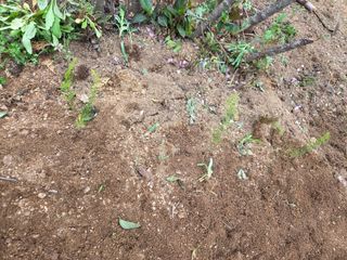 정민지호맘님의 두릅 · 영농일지 작성글 사진