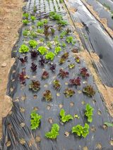 팜모닝 기타작물·영농일지 게시글 이미지