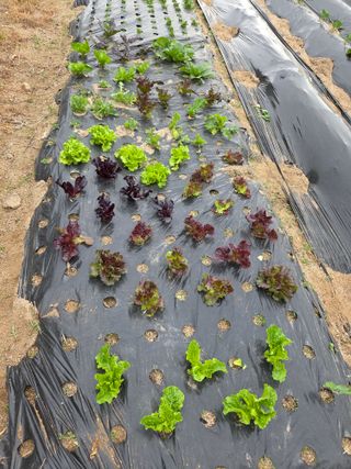 정민지호맘님의 기타작물 · 영농일지 작성글 사진