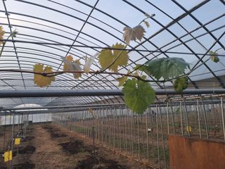 미스농부님의 기타작물 · 영농일지 작성글 사진