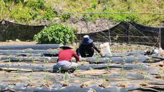 김영길님의 기타작물 · 영농일지 작성글 사진
