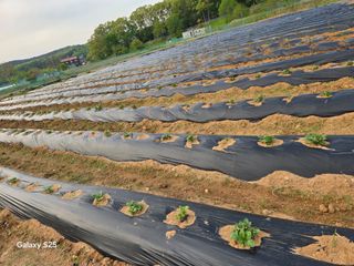 류승원님의 토마토 · 영농일지 작성글 사진