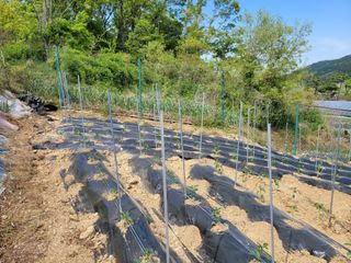 네오비노님의 기타작물 · 영농일지 작성글 사진