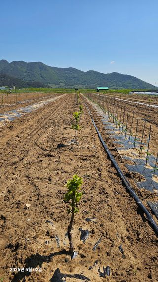 주하네팜(태추,부유님의 감 · 영농일지 작성글 사진
