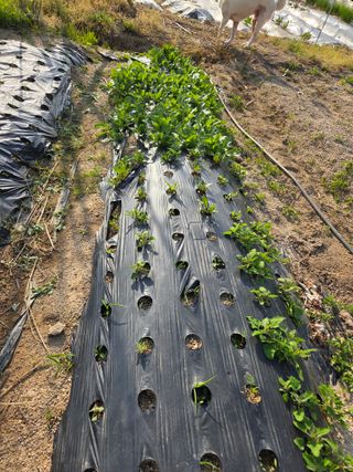 정민지호맘님의 옥수수 · 영농일지 작성글 사진