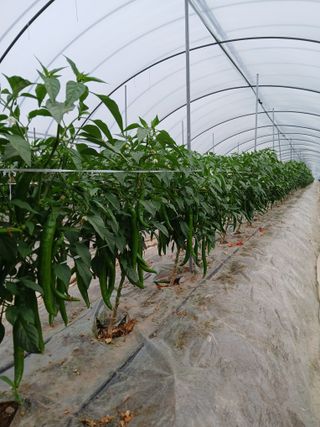 Smy1245678님의 고추 · 영농일지 작성글 사진