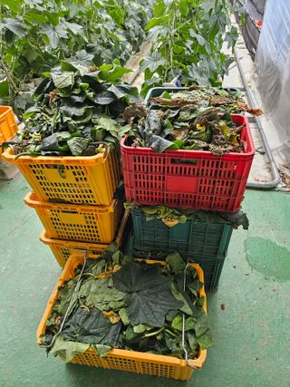 태이린팜님의 오이 · 영농일지 작성글 사진