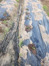 팜모닝 기타작물·영농일지 게시글 이미지