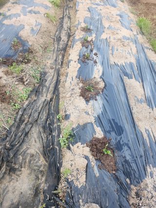 트랜스지방님의 기타작물 · 영농일지 작성글 사진