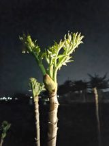 팜모닝 기타작물·영농일지 게시글 이미지