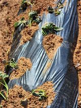 팜모닝 고구마·영농일지 게시글 이미지