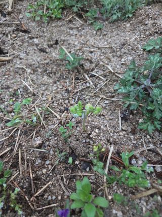 정민지호맘님의 두릅 · 영농일지 작성글 사진