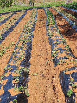 장안님의 고구마 · 영농일지 작성글 사진