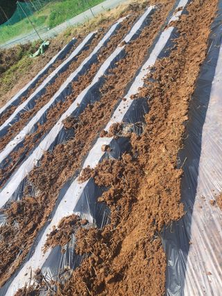 건강한 먹거리 추구님의 고구마 · 영농일지 작성글 사진