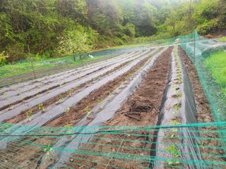 나무님의 고추 · 영농일지 작성글 사진