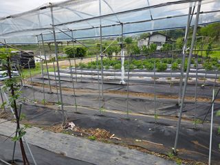 거여농원(방정재)님의 기타작물 · 영농일지 작성글 사진