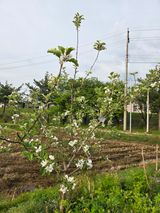 팜모닝 사과·영농일지 게시글 이미지