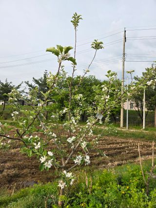 정민지호맘님의 사과 · 영농일지 작성글 사진