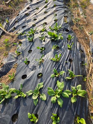 정민지호맘님의 옥수수 · 영농일지 작성글 사진