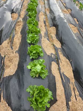 정민지호맘님의 기타작물 · 영농일지 작성글 사진