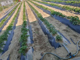 오경님의 감자 · 영농일지 작성글 사진