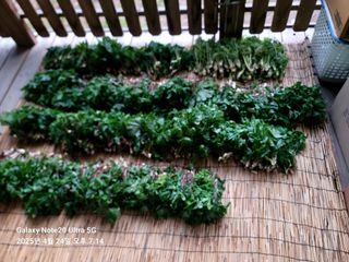 산솔바람님의 두릅 · 영농일지 작성글 사진