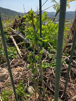 정민지호맘님의 옥수수 · 영농일지 작성글 사진