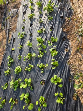 정민지호맘님의 옥수수 · 영농일지 작성글 사진