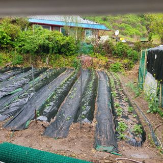 이의도님의 고추 · 영농일지 작성글 사진