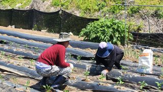 김영길님의 기타작물 · 영농일지 작성글 사진