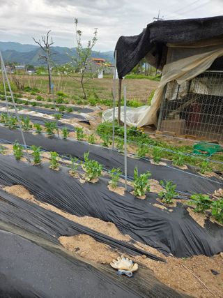 정민지호맘님의 기타작물 · 영농일지 작성글 사진