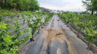 정헌경님의 기타작물 · 영농일지 작성글 사진