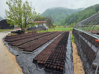 참깨17081님의 블루베리 · 영농일지 작성글 사진