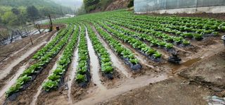 이원태님의 기타작물 · 영농일지 작성글 사진