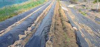 박상중님의 포도 · 영농일지 작성글 사진