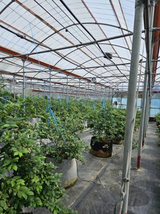 제주 지안이네농장님의 블루베리 · 영농일지 작성글 사진