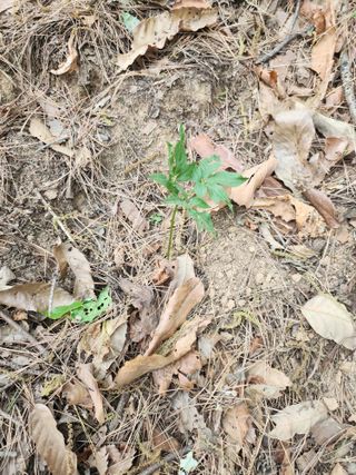 유정근님의 기타작물 · 영농일지 작성글 사진