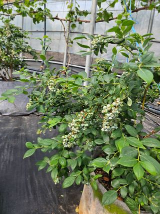 제주 지안이네농장님의 블루베리 · 영농일지 작성글 사진