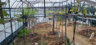 박상중님의 포도 · 영농일지 작성글 사진