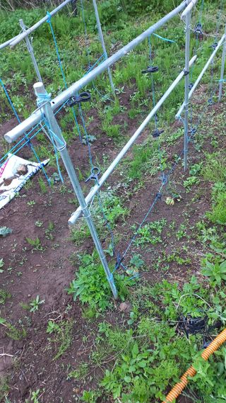 초보 구찌뽕님의 오이 · 영농일지 작성글 사진