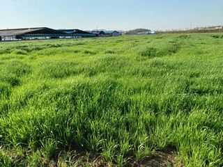 김영천님의 기타작물 · 영농일지 작성글 사진